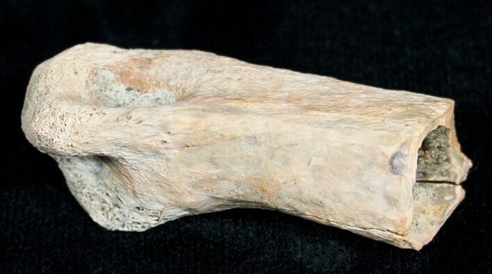 Theropod (Raptor) Toe Bone - Two Medicine Formation #6945